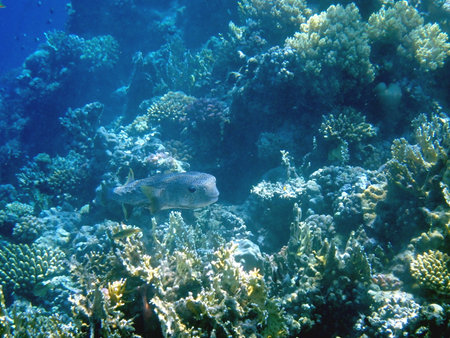 Spotted puffer fish swimming in Egypt's Red Seaの写真素材