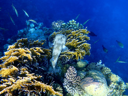 Spotted puffer fish swimming in Egypt's Red Sea