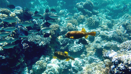 Yellow-brown boxfish with bright blue spots in the red sea