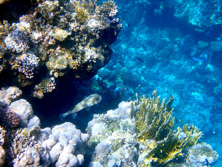 Spotted puffer fish swimming in Egypt's Red Seaの写真素材