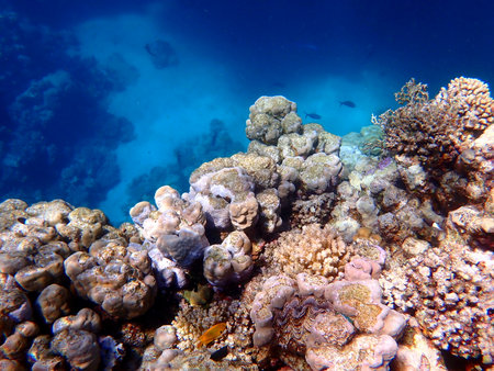 Wide shot of coral and reef inhabitants in Egyptの写真素材