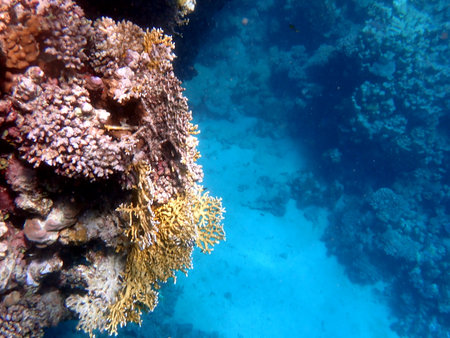 Wide shot of coral and reef inhabitants in Egyptの写真素材