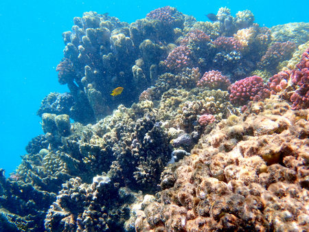 Wide shot of coral and reef inhabitants in Egyptの写真素材