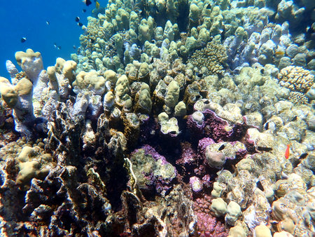 Wide shot of coral and reef inhabitants in Egyptの写真素材