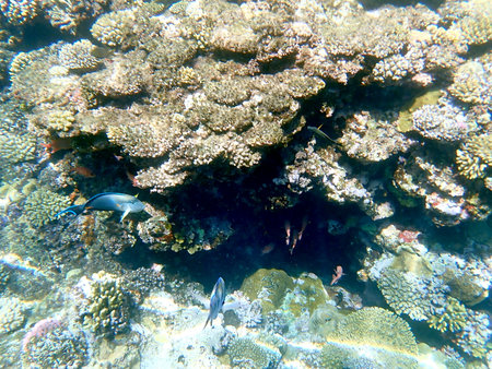 Wide shot of coral and reef inhabitants in Egypt