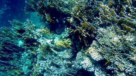 Wide shot of coral and reef inhabitants in Egyptの写真素材