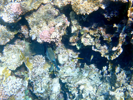 Wide shot of coral and reef inhabitants in Egypt