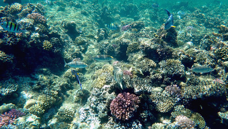 Wide shot of coral and reef inhabitants in Egypt