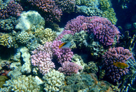 Wide shot of coral and reef inhabitants in Egyptの写真素材