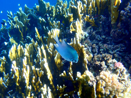 Wide shot of coral and reef inhabitants in Egypt