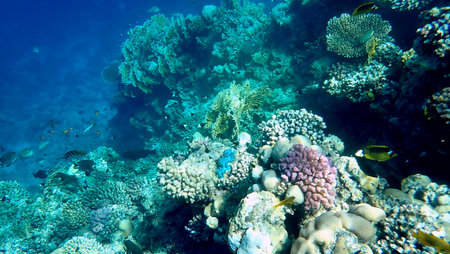 Wide shot of coral and reef inhabitants in Egypt