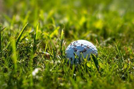 Ants on a golf ballの写真素材