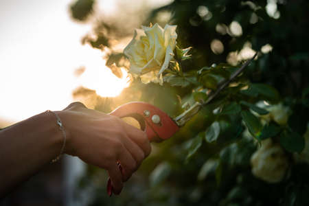 A wife cuts a rose with a red pruner.の写真素材
