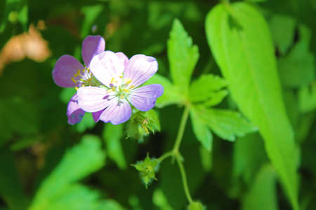Pretty purple flowerの写真素材