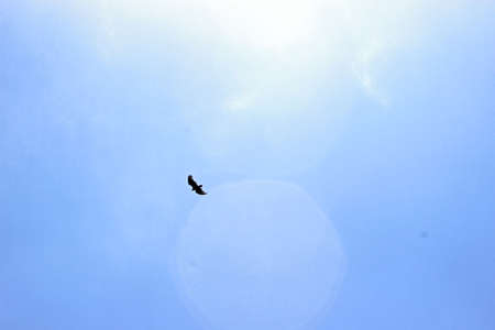 Soaring bird high in the sky