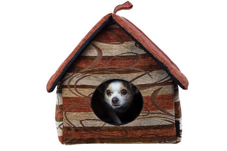 Image of chihuahua in the doghouse on white backgroundの写真素材