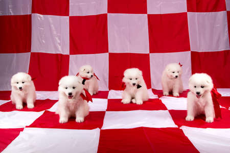 Photo of puppies Samoyed breed on chess backgroundの写真素材