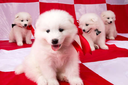 Image of puppies Samoyed breed on chess backgroundの写真素材