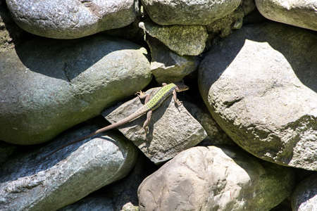 Photo of a lizard on the stones in the summerの写真素材
