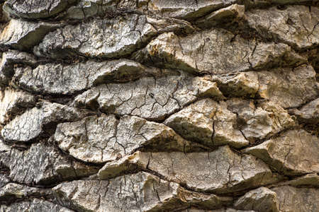 Image of the bark of an old palm tree, summerの写真素材