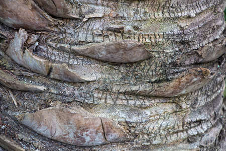 Photo of the gray bark of an old palm tree, summerの写真素材