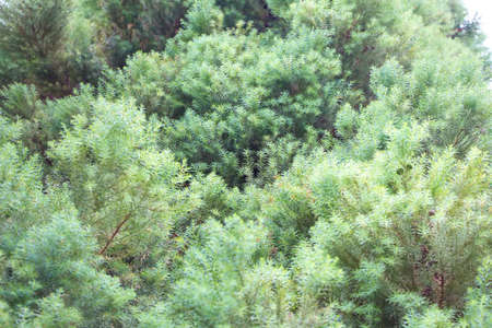 Photo of light green vegetation in the summerの写真素材