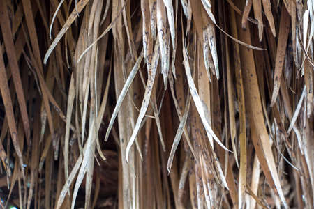 Photo of dried palm leaves in the summerの写真素材