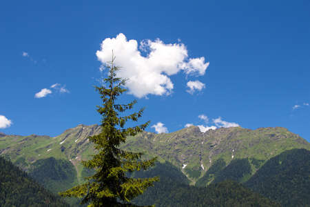 Photo of the tree under the blue sky, in summerの写真素材