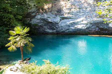 Photo of blue lake and palm tree, summerの写真素材