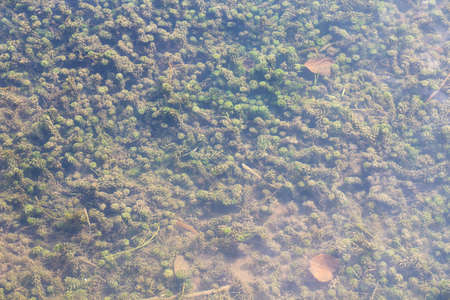 Photo of vegetation under water, in the summer
