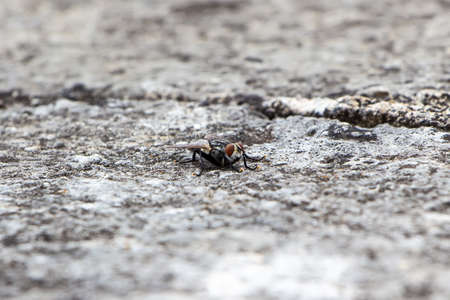 Image flies sitting on the old ruined curb in the summer