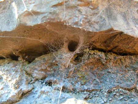Texture of stone with cobweb. Photo of texture.の写真素材
