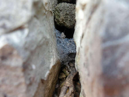 Texture of cobweb in stones. Photo of texture.の写真素材
