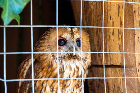 Owl is sitting in cage and looking up. Travel photo in the summer.の写真素材