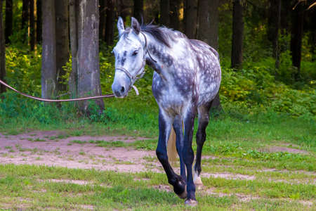Grey horse running near forest. Photo of horses in nature.の写真素材