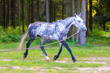 Grey horse running near forest with lead. Photo of horses in nature.の写真素材