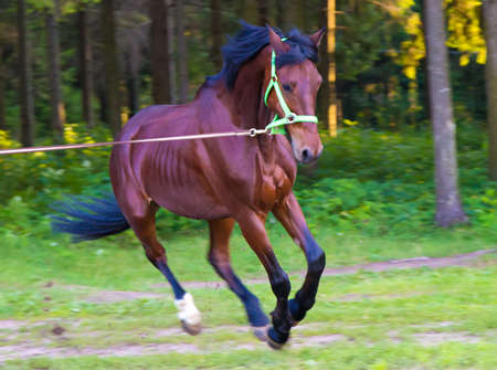 Light brown horse running with lead. Photo of horses in nature.の写真素材
