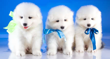 White fluffy puppies of Samoyedskaja dog on blue backgroundの写真素材