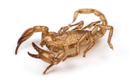 Isolated photo of scorpion