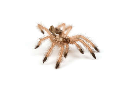 Isolated shoot of brown spiders moult