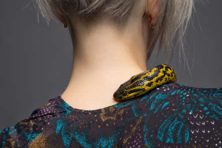 Anaconda crawling on womans shoulderの写真素材