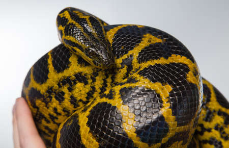 Crawling yellow snakeの写真素材