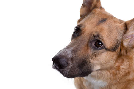 Pedigreed brown shepherdの写真素材