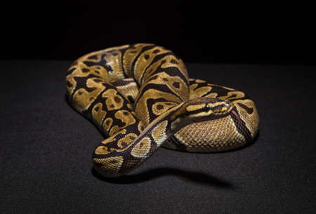 Photo of brown royal pythonの写真素材