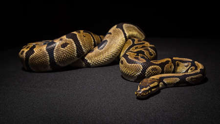 Closeup photo of brown ball pythonの写真素材