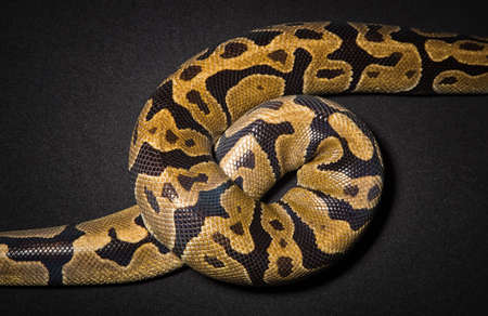 Photo of royal pythons nooseの写真素材