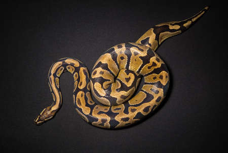Image of royal pythons nooseの写真素材