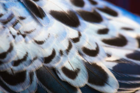 Blue wavy parrots feathersの写真素材