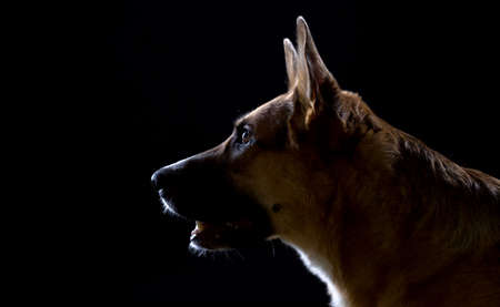 German purebred shepherd with open mouthの写真素材