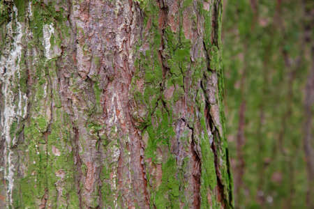 Tree bark and green moss